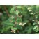 Hancock Coralberry...©photo ArborTanics Inc.