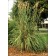 Hardy Pampas Grass...©photo ArborTanics Inc.