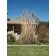 Hardy Pampas Grass...©photo ArborTanics Inc.