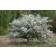 Photo Courtesy of Plant Select®