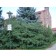 Hedge-Shrub Form at The University of Colorado Boulder-Wiki Commons Public Domain