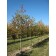 Single Stem Form - Photo Courtesy of Clayton Tree Farm