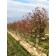 Clump Form - Photo Courtesy of Clayton Tree Farm