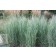 Heavy Metal Switch Grass...©photo ArborTanics Inc.