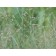 Heavy Metal Switch Grass...©photo ArborTanics Inc.