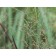 Heavy Metal Switch Grass...©photo ArborTanics Inc.