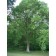 Heritage Oak