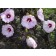 Photo Courtesy of Star® Roses & Plants