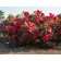 Photo Courtesy of Star® Roses & Plants