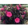 Photo Courtesy of Star® Roses & Plants