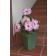 Photo Courtesy of Ball Horticultural Company
