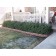©ArborTanics Inc.