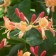 Image courtest JRT Nurseries