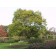 SKYLINE HONEYLOCUST ©photo by ArborTanics inc.