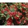 Photo Courtesy of Bailey Nurseries Inc.