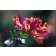 Photo Courtesy of Bailey Nurseries Inc.
