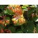Goldflame Honeysuckle...©photo ArborTanics Inc.