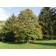 FORT MCNAIR HORSECHESTNUT ©photo ArborTanics inc.