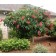 Photo Courtesy of Monrovia