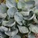 Photo Courtesy of Walter's Gardens, Inc.