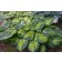 Photo Courtesy of Ball Horticultural Company