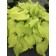 Photo Courtesy of Ball Horticultural Company