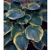 Photo Courtesy of Willoway Nurseries Inc.