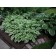 Photo Courtesy of Walter's Gardens, Inc.