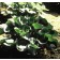 Photo Courtesy of Bailey Nurseries Inc.