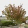 Hot Wings Tatarian Maple - Clump Form ©photo ArborTanics Inc.