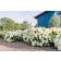 Photo Courtesy of Bailey Nurseries Inc.