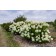 Photo Courtesy of Bailey Nurseries Inc.