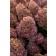 Photo Courtesy of Bailey Nurseries Inc.