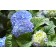 Hydrangea macrophylla - Generic