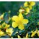Photo Courtesy of Bailey Nurseries Inc.