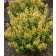 Photo Courtesy of TERRA NOVA® Nurseries, Inc.