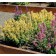 Photo Courtesy of TERRA NOVA® Nurseries, Inc.