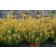 Photo Courtesy of TERRA NOVA® Nurseries, Inc.