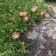 Photo Courtesy of Plant Select®