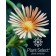 Photo Courtesy of Plant Select®