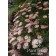 Photo Courtesy of Plant Select®