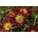 Photo Courtesy of Green Fuse® Botanicals, Inc.