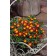 Photo Courtesy of Concept Plants