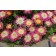 Photo Courtesy of Concept Plants