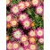 Photo Courtesy of Concept Plants