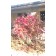 Judd Viburnum October ©photo David Spahn