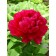 Photo Courtesy of Ball Horticultural Company