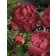 Photo Courtesy of Ball Horticultural Company