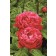 Photo Courtesy of Ball Horticultural Company
