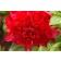 Photo Courtesy of Bailey Nurseries Inc.